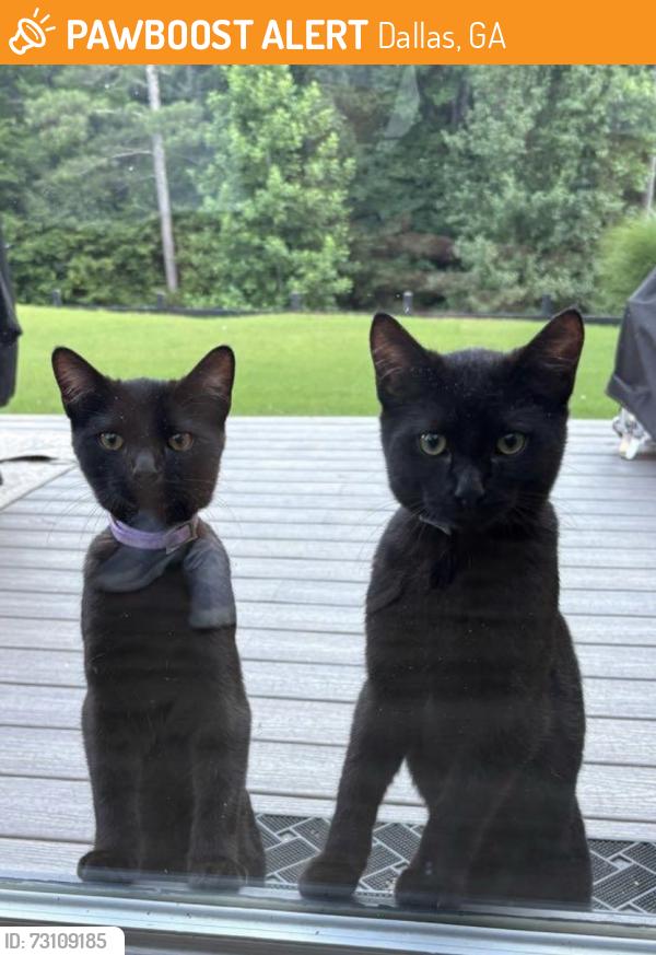 Found/Stray Male Cat last seen Near talking rock trail Nature Walk, Dallas, GA 30132