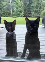 Found/Stray Male Cat last seen Near talking rock trail Nature Walk, Dallas, GA 30132