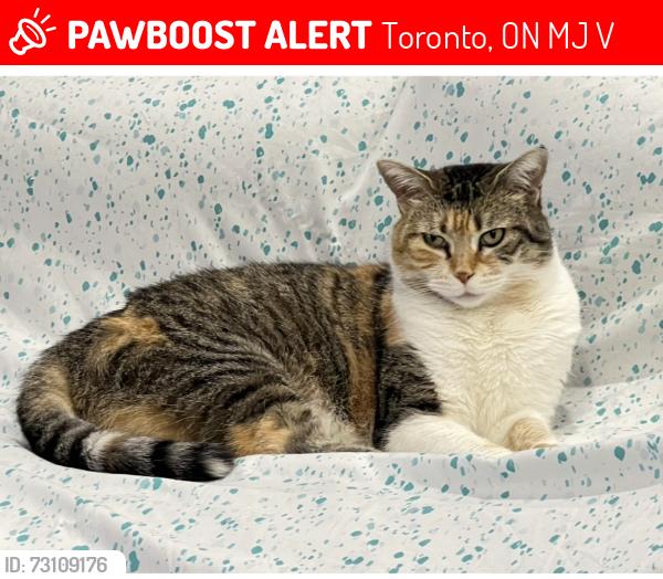 Lost Female Cat last seen Pleasantview community center, Toronto, ON M2J 2V3