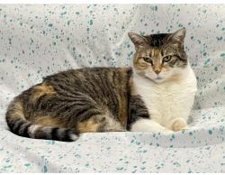 Lost Female Cat last seen Pleasantview community center, Toronto, ON M2J 2V3