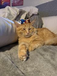 Lost Male Cat last seen 58th and Sheridan, Tacoma, WA 98408