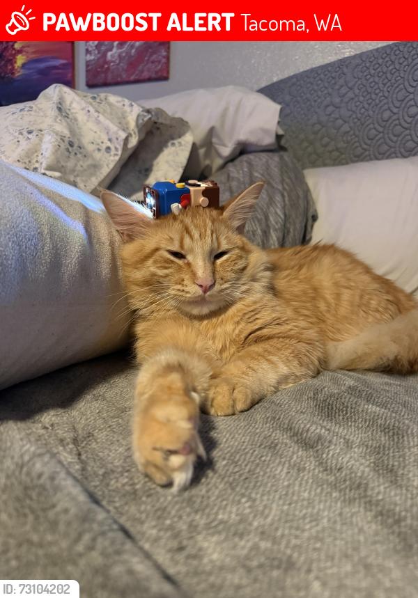 Lost Male Cat last seen 58th and Sheridan, Tacoma, WA 98408