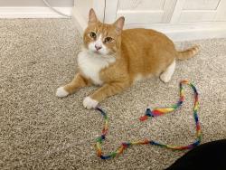 Lost Male Cat last seen Pima, Pinto, Mandan, Dakota st., Tualatin, OR 97062