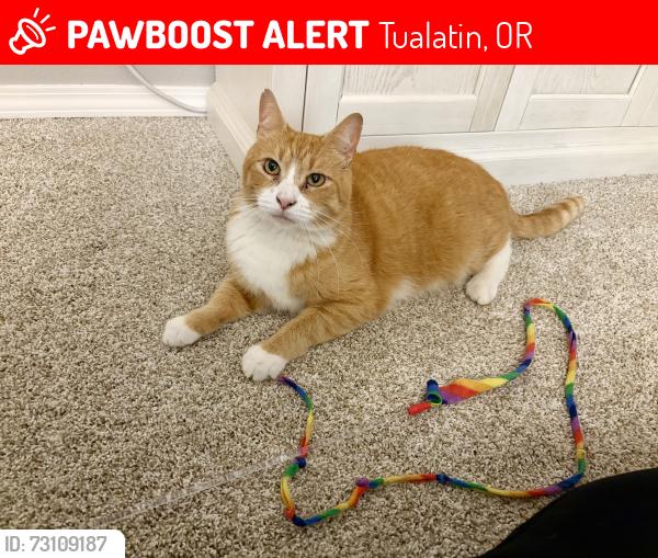 Lost Male Cat last seen Pima, Pinto, Mandan, Dakota st., Tualatin, OR 97062