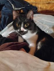 Reunited Male Cat last seen Boe Rd. (Near March rd and St Elmo), Grand Bay, AL 36541