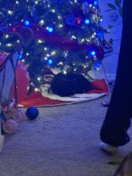 Lost Male Cat last seen Near motincello and Johnson drive, Shawnee, KS 66226