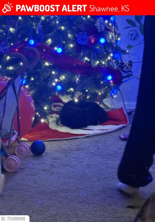 Lost Male Cat last seen Near motincello and Johnson drive, Shawnee, KS 66226