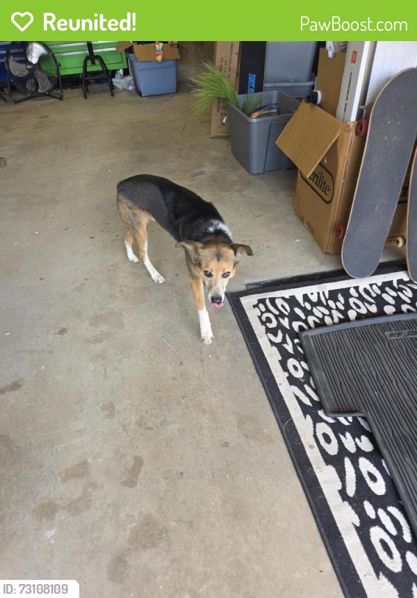 Reunited Male Dog last seen Bonny castle and ediburg dr, Oklahoma City, OK 73099
