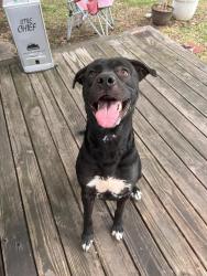 Reunited Male Dog last seen Walker and South cooper, Memphis, TN 38114