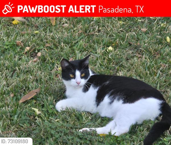 Lost Male Cat last seen Doral Dr/Fairbourne, Pasadena, TX 77505