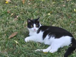 Lost Male Cat last seen Doral Dr/Fairbourne, Pasadena, TX 77505