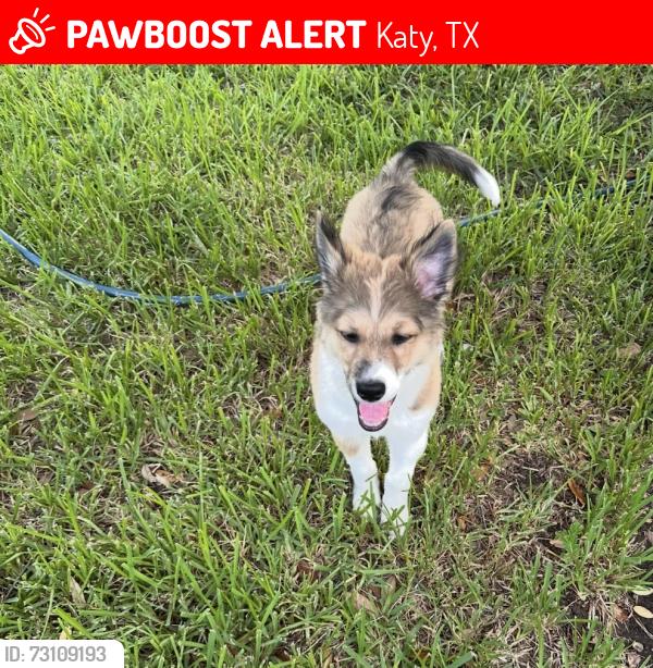 Lost Female Dog last seen Cypress meadows, Katy, TX 77449