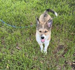 Lost Female Dog last seen Cypress meadows, Katy, TX 77449