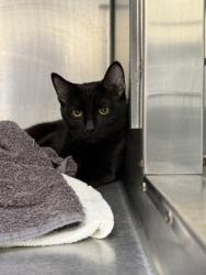 Shelter Stray Male Cat last seen Night Drop, Oakland, CA, 1101 29th Ave, Oakland, CA 94601, USA