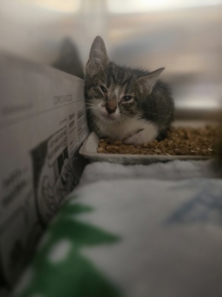 Shelter Stray Male Cat last seen Parker Dr, 75181, TX, 1650 Gross Rd, Mesquite, TX 75149, USA