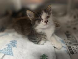Shelter Stray Male Cat last seen Parker Dr, 75181, TX, 1650 Gross Rd, Mesquite, TX 75149, USA