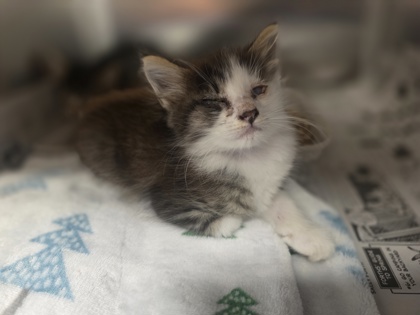 Shelter Stray Male Cat last seen Parker Dr, 75181, TX, 1650 Gross Rd, Mesquite, TX 75149, USA