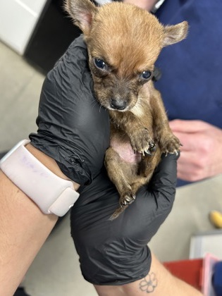 Shelter Stray Male Dog last seen E Union Ave & S Cedar Ave, Fresno Zone Fresno CO 2 93703, CA, 1510 W Dan Ronquillo Dr, Fresno, CA 93706, USA