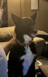Reunited Male Dog last seen Village and Ireland Drive, Fayetteville, NC 28304