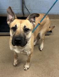 Shelter Stray Female Dog last seen Near Buford Hwy, Atlanta, GA 30341, 30341, GA, 3280 Chamblee Dunwoody Rd, Chamblee, GA 30341, USA