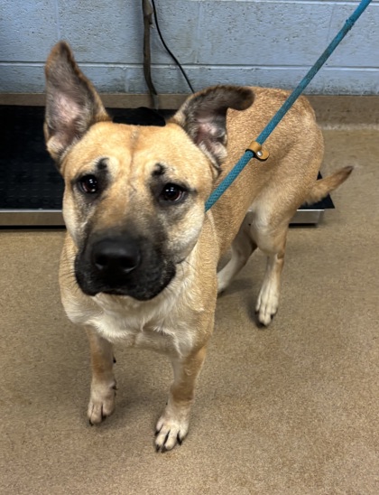 Shelter Stray Female Dog last seen Near Buford Hwy, Atlanta, GA 30341, 30341, GA, 3280 Chamblee Dunwoody Rd, Chamblee, GA 30341, USA