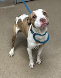 Shelter Stray Male Dog last seen , , GA, 3280 Chamblee Dunwoody Rd, Chamblee, GA 30341, USA