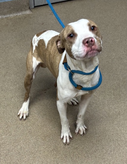 Shelter Stray Male Dog last seen , , GA, 3280 Chamblee Dunwoody Rd, Chamblee, GA 30341, USA