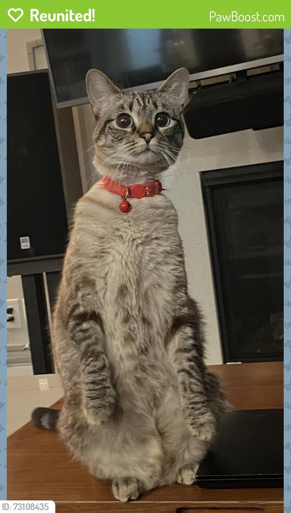 Reunited Female Cat last seen Eva and Railroad, Durham, NC 27701