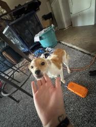 Found/Stray Female Dog last seen Willowwood neighborhood, Houston, TX 77086