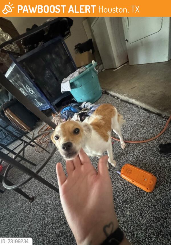 Found/Stray Female Dog last seen Willowwood neighborhood, Houston, TX 77086