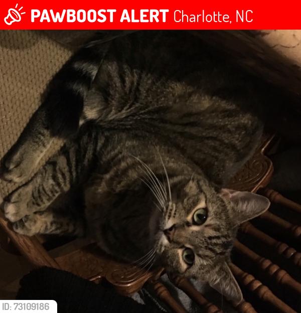 Lost Female Cat last seen Kilcullen drive and falkirk pl, Charlotte, NC 28270