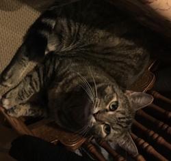 Lost Female Cat last seen Kilcullen drive and falkirk pl, Charlotte, NC 28270