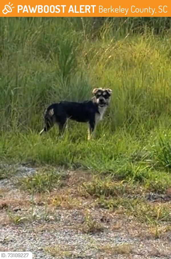 Found/Stray Unknown Dog last seen Jedburg and 26, Berkeley County, SC 29483
