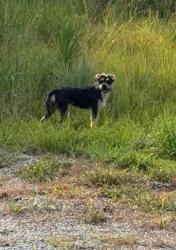 Found/Stray Unknown Dog last seen Jedburg and 26, Berkeley County, SC 29483