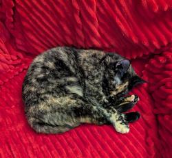 Reunited Female Cat last seen Denny Road, Beaverton, OR 97008