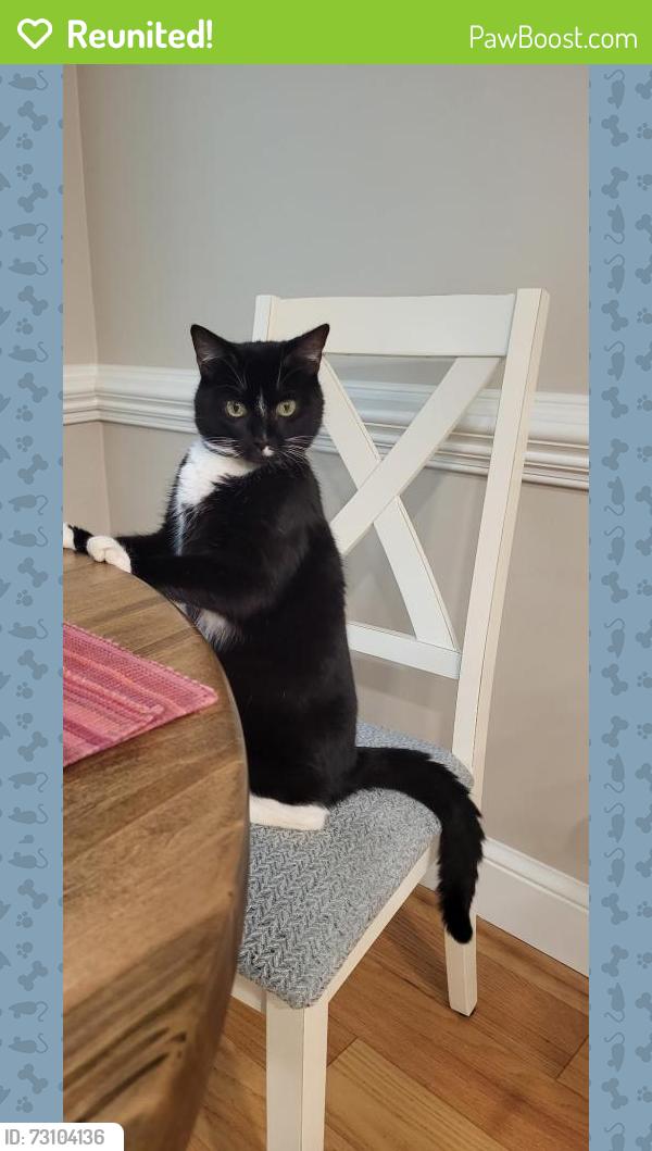 Reunited Male Cat last seen North Pastures Cedar Creek Rd; Youngsville NC, Franklinton, NC 27525