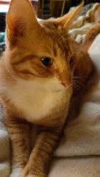 Reunited Male Cat last seen Boe Rd. (Near March rd and St Elmo), Grand Bay, AL 36541