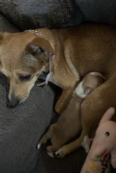Lost Female Dog last seen Galena Park, Galena Park, TX 77547