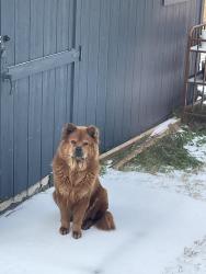 Lost Female Dog last seen Crestridge and Lee, Mesquite, TX 75149