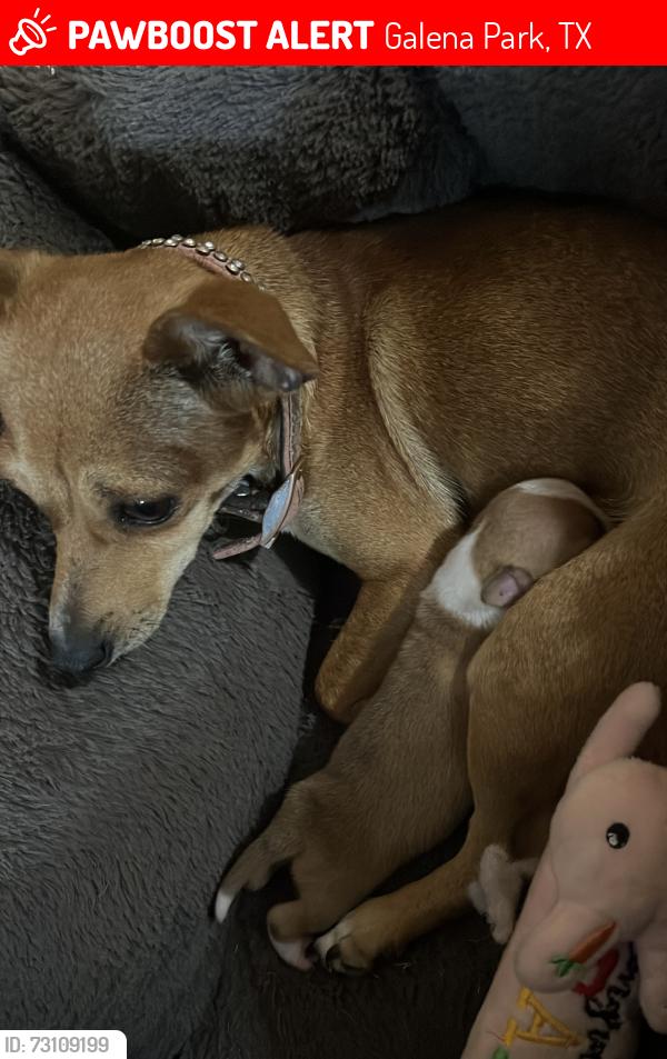 Lost Female Dog last seen Galena Park, Galena Park, TX 77547