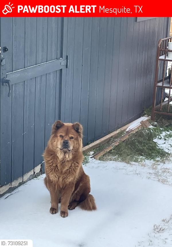 Lost Female Dog last seen Crestridge and Lee, Mesquite, TX 75149