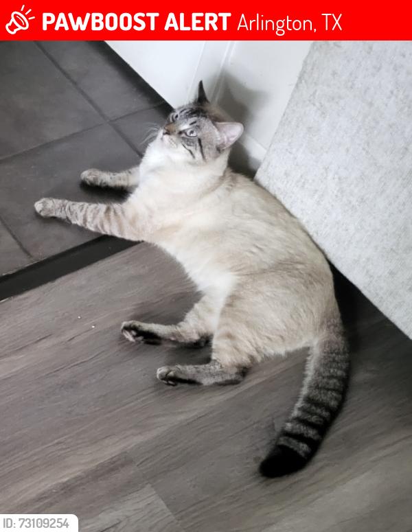 Lost Male Cat last seen Arlington tx, Arlington, TX 76010