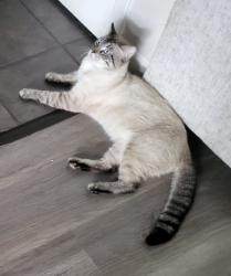 Lost Male Cat last seen Arlington tx, Arlington, TX 76010