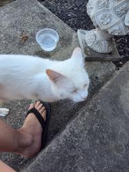 Found/Stray Male Cat last seen Pleasant hill dr, Parma, OH 44130