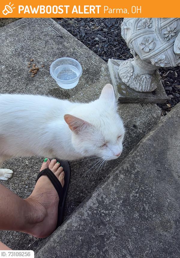 Found/Stray Male Cat last seen Pleasant hill dr, Parma, OH 44130