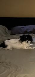 Reunited Female Dog last seen Beech Cove, New Richmond, OH 45157