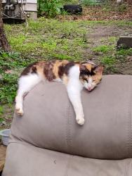 Reunited Female Cat last seen Boe Rd. (Near March rd and St Elmo), Grand Bay, AL 36541