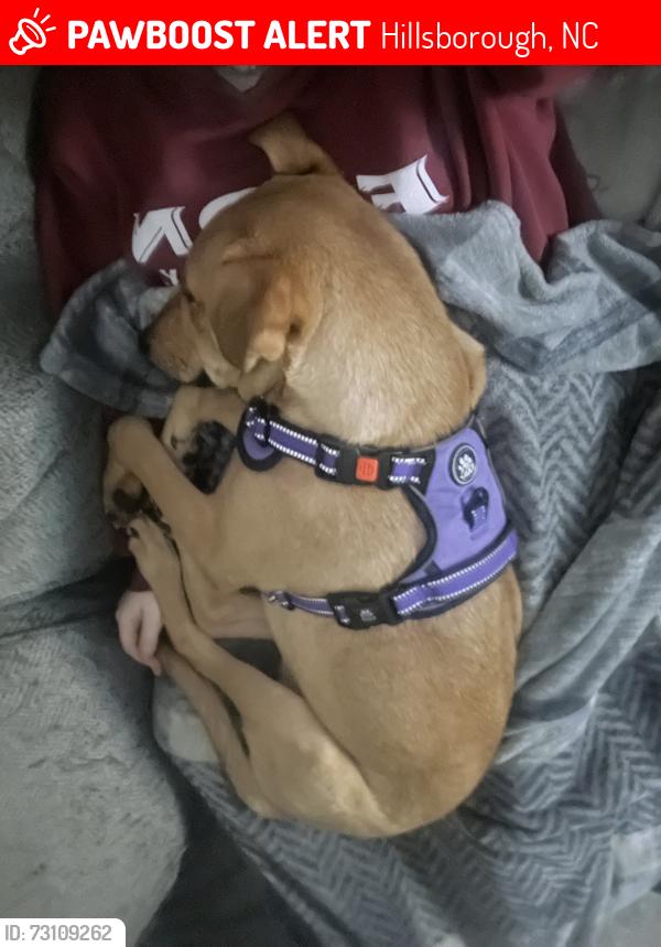 Lost Male Dog last seen pinewood station apts, Hillsborough, NC 27278
