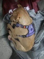 Lost Male Dog last seen pinewood station apts, Hillsborough, NC 27278