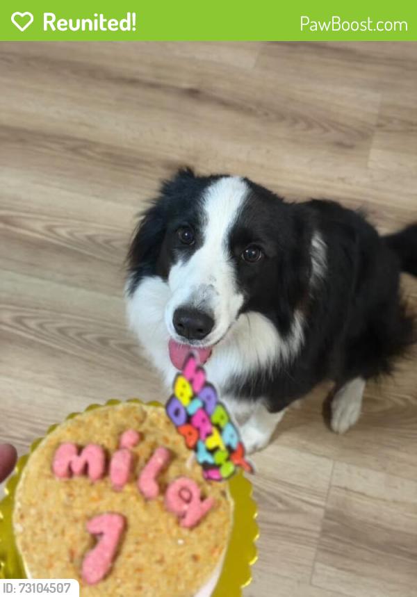 Reunited Female Dog last seen Near Aphelion Cove, San Antonio, TX 78252, USA, San Antonio, TX 78252